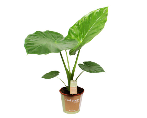 ORECCHIE DI ELEFANTE ALOCASIA MACRORRHIZA H75 V19 ODEAMH75V19