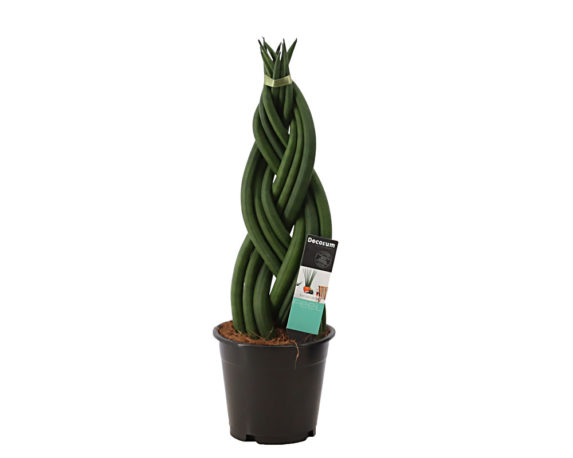 Sanseveria Cylindrica H50