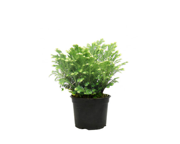 Selaginella H5