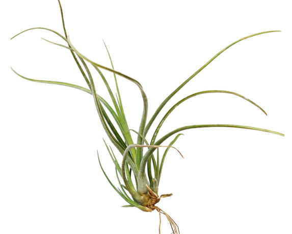 Tillandsia Bailey