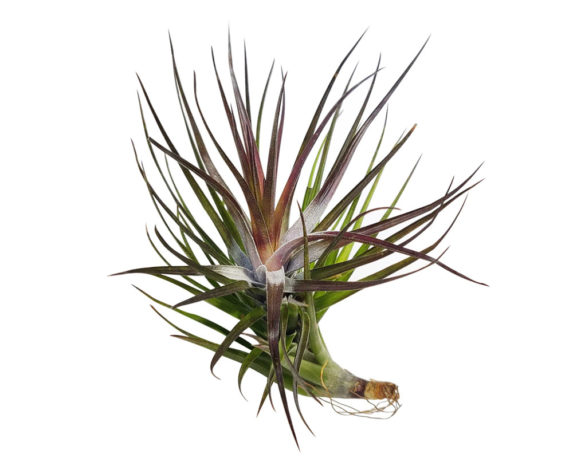 Tillandsia Tenuifolia