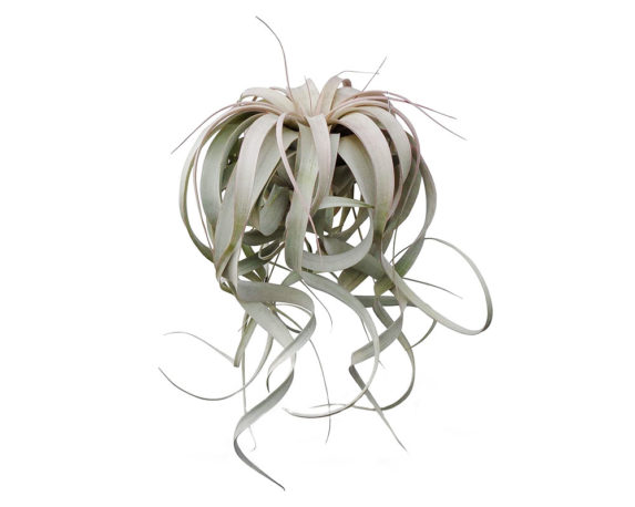 Tillandsia Xerographica