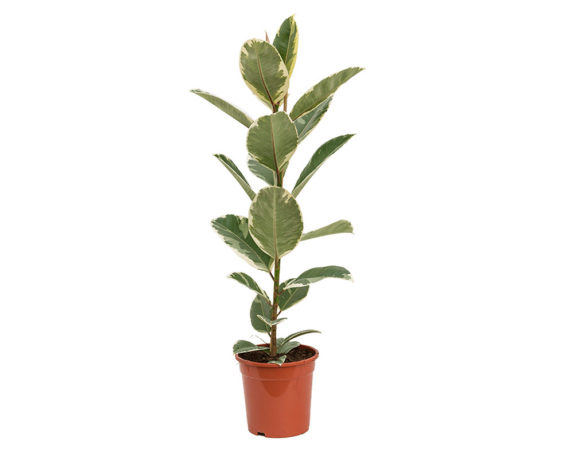 Ficus Elastica Tineke