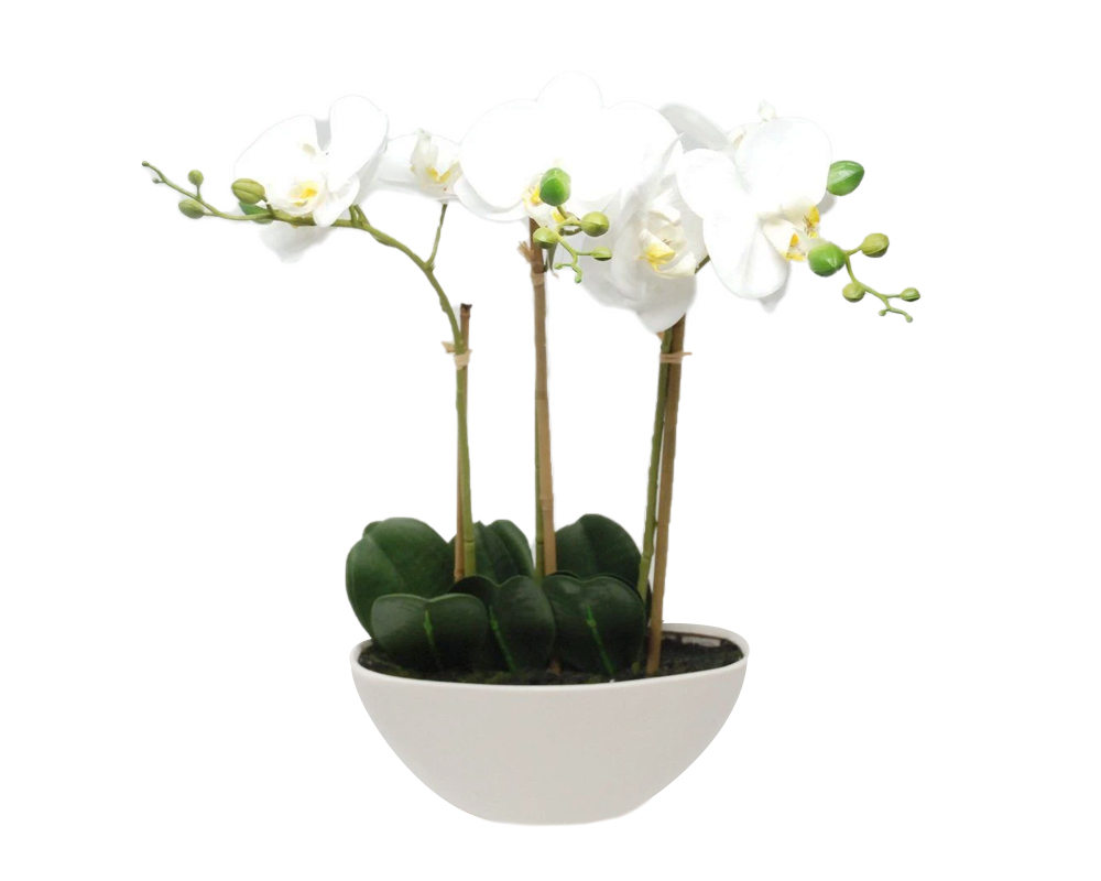 Orchidea in vaso bianco A 16cm - RETIF