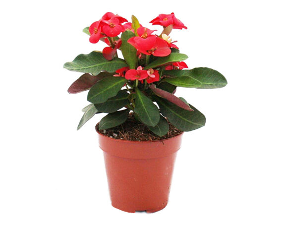 Euphorbia Milii Rosso H30