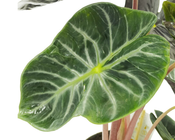 ORECCHIE DI ELEFANTE ALOCASIA PINK DRAGON H45 V17.jpg 14