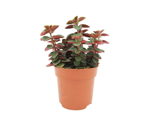 Peperomia Red Log