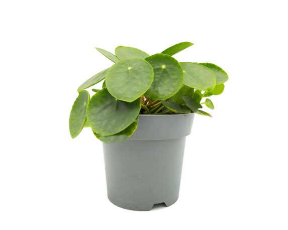 PILEA PEPEROMIOIDES H20 V14 1