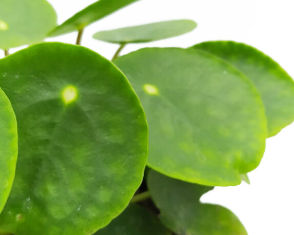 PILEA PEPEROMIOIDES H20 V14.jpg11