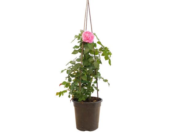 Rosa Rampicante Piramide