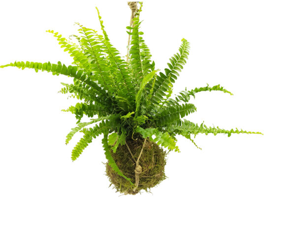 Felce Boston – Nephrolepis Kokedama Muschio