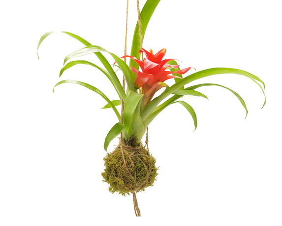 Guzmania – Bromeliaceae  Kokedama Muschio