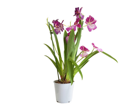 Orchidea Miltonia 3 Steli