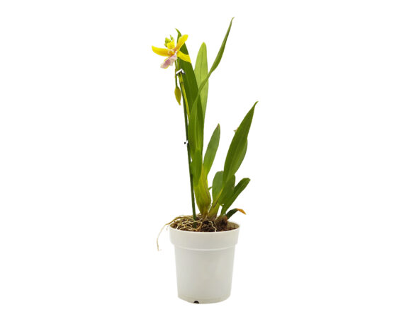 Orchidea 1 Stelo