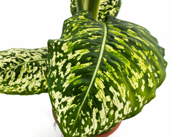 DIEFFENBACHIA REFLECTOR H65 V17 1