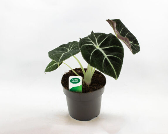 alocasia black velvet