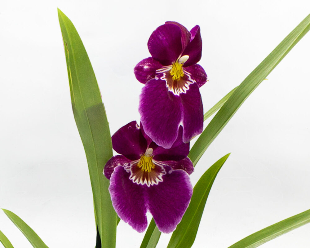 orchidea miltonia 1 stelo h50 v12 1