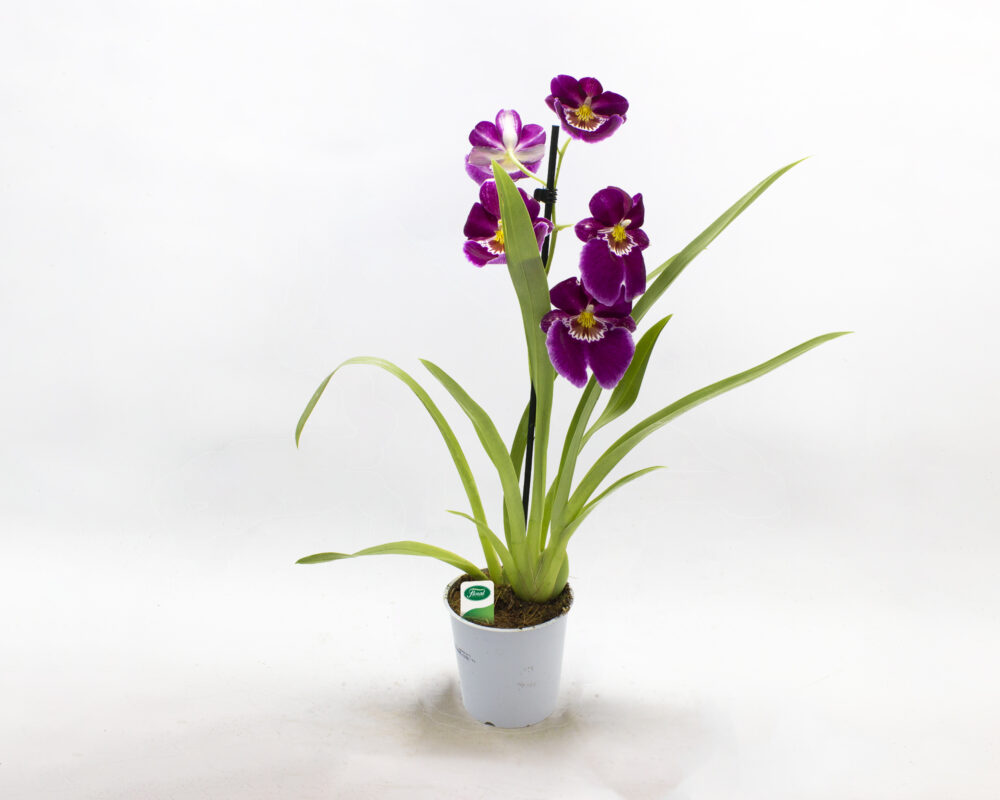 orchidea miltonia