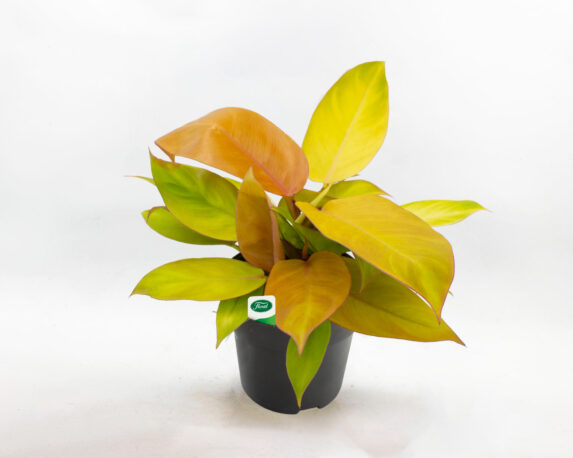 philodendron prince of orange