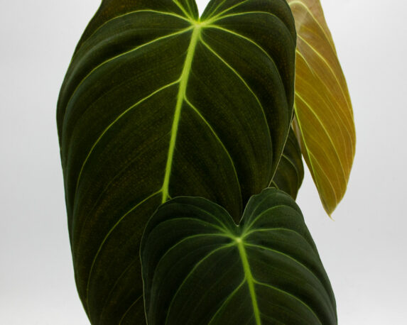 FILODENDRO PHILODENDRON MELANOCHRYUM H40 V12 1