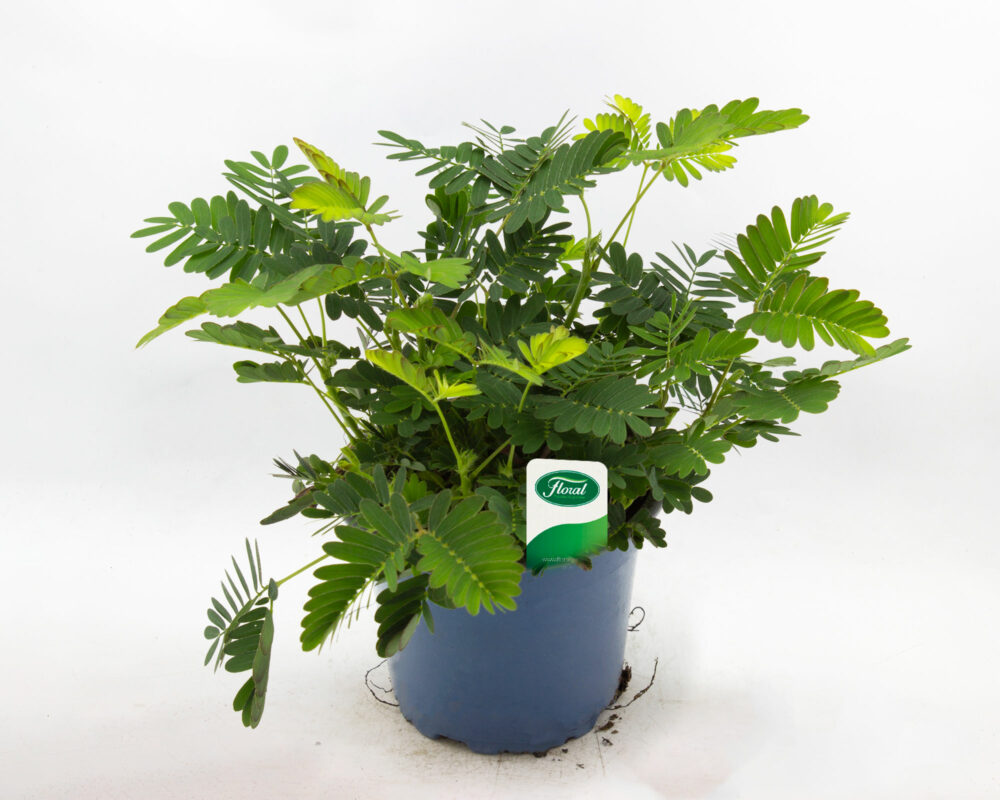 MIMOSA PUDICA H10 V9