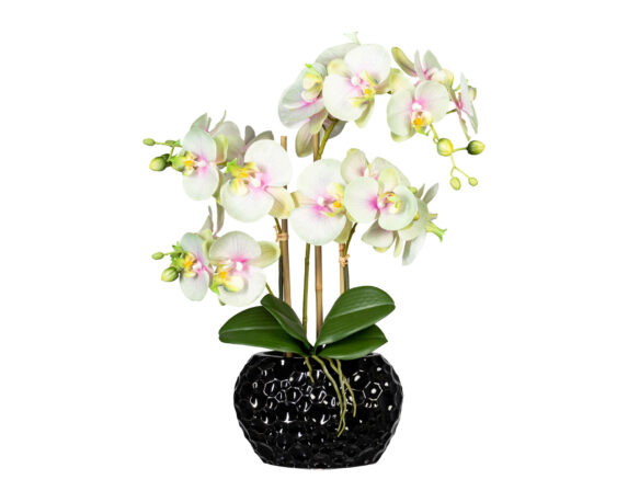 Pianta Phalaenopsis in vaso ceramica - Fioreria Gazebo