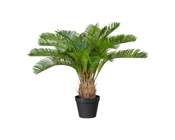 Palma Cycas Con Cachepot In Plastica