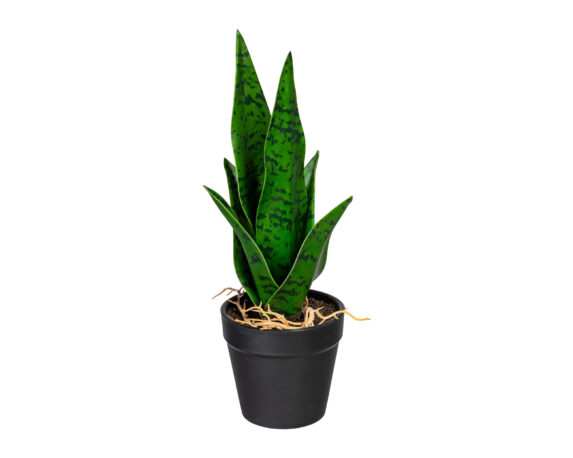 Sanseveria Mini Chachepot Plastica Nero