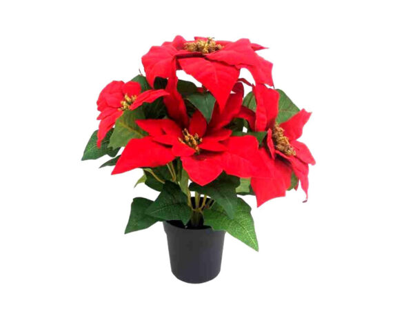 Vaso Di Poinsettia Stella Di Natale In Vaso Di Plastica