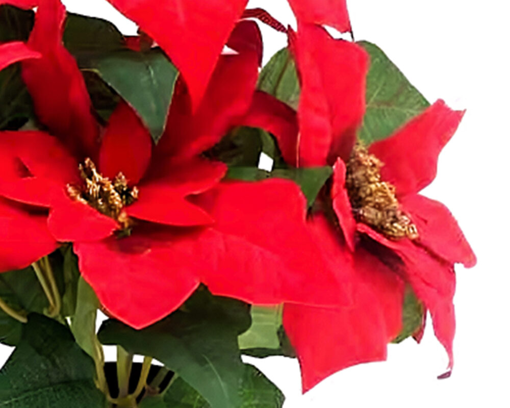 POINSETTIA IN VASO H36CM 6 FIORI ROSSO 72545108 1