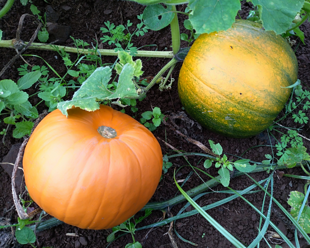 SEMI ZUCCA QUINTALE GIALLO ORTO DOPPIA BUSTA DBO 145 1 1