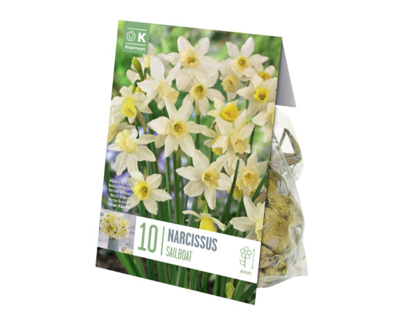 X10 Bulbo Narcissus Botanical Saiboat (Narciso) – Kapiteyn