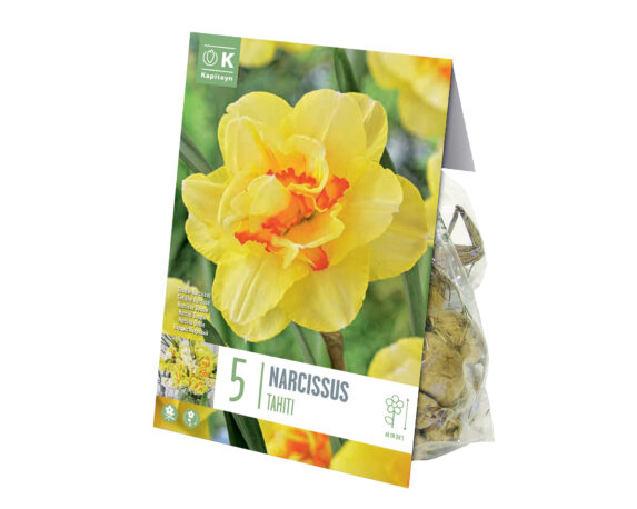 X5 Bulbo Narcissus Tahiti (Narciso) – Kapiteyn