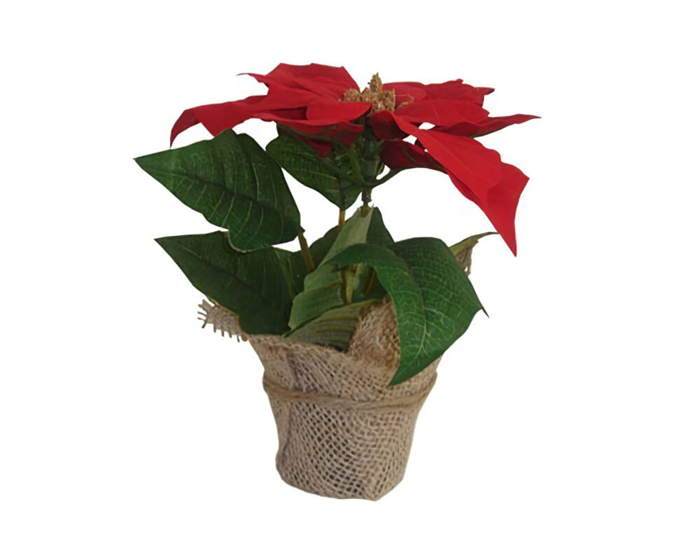 POINSETTIA ROSSA H20CM VASO JUTA X1 72484104