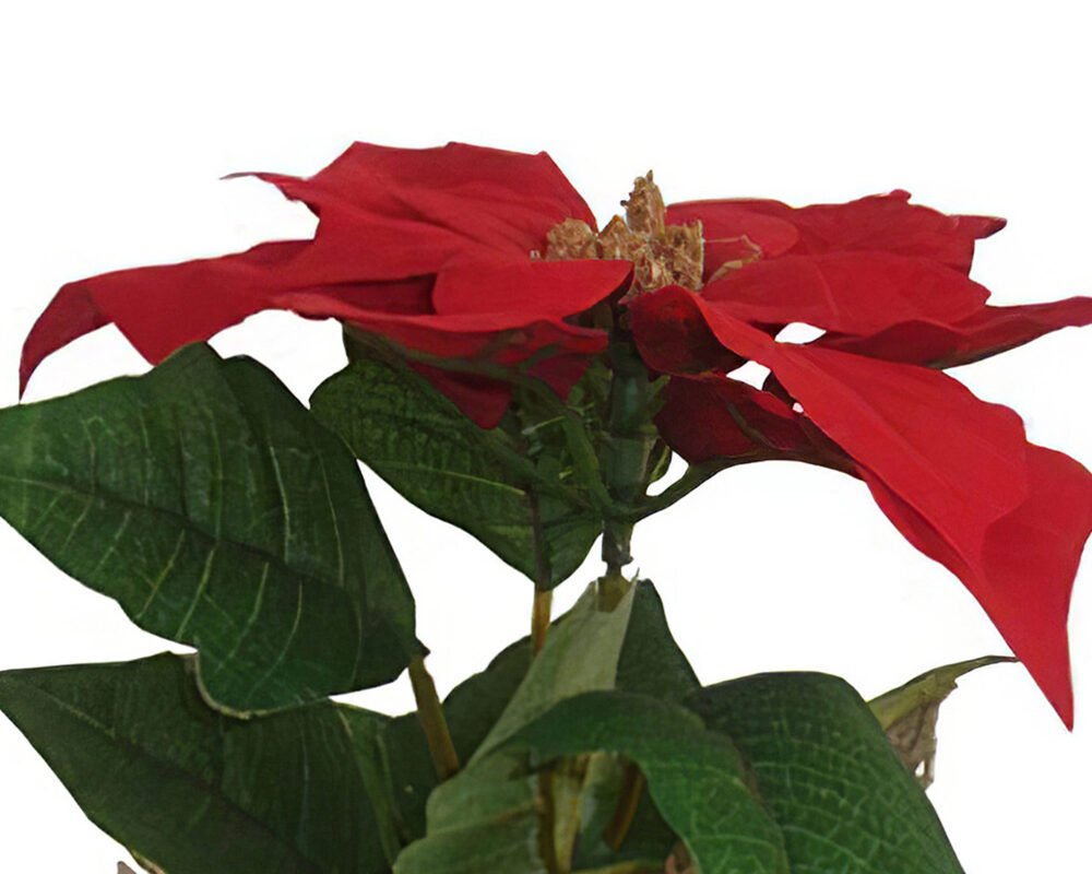 POINSETTIA ROSSA H20CM VASO JUTA X1 72484104 1