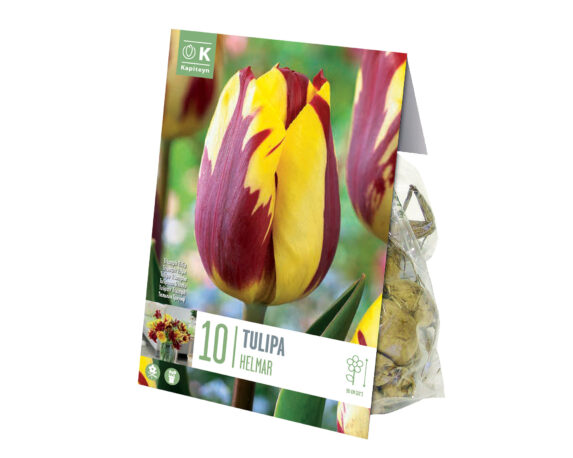 X10 Bulbo Tulipa Helmar (Tulipano) – Kapiteyn
