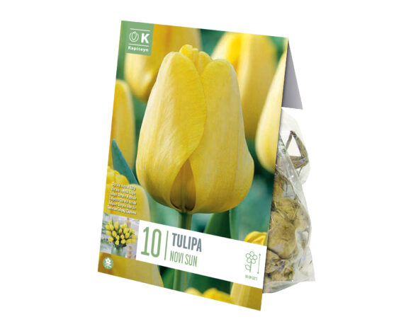 X10 Bulbo Tulipa Novisun (Tulipano) – Kapiteyn