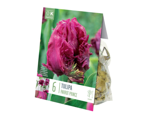 X6 Bulbo Tulipa Parrot Prince (Tulipano) – Kapiteyn