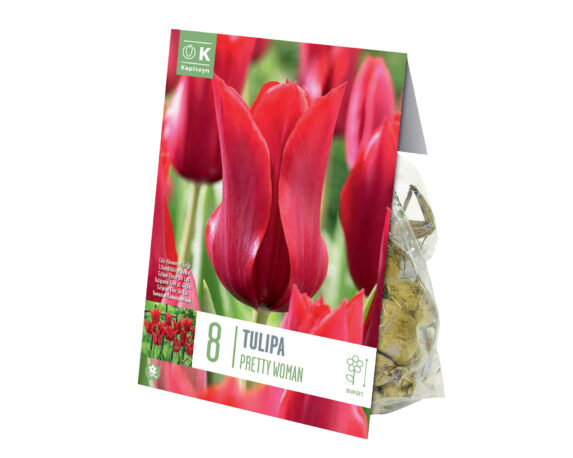 X8 Bulbo Tulipa Pretty Woman (Tulipano) – Kapiteyn