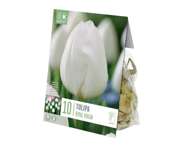 X10 Bulbo Tulipa Royal Virgin (Tulipano) – Kapiteyn