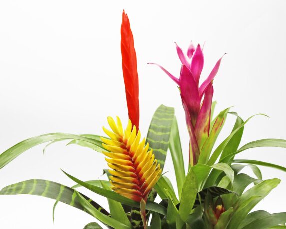 BROMELIA MIX 4PP CIOTOLA V20 BM499CV20 1