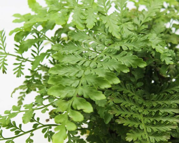 FELCE ASPLENIUM PARVATI H30 V12 FAPH30V12 1