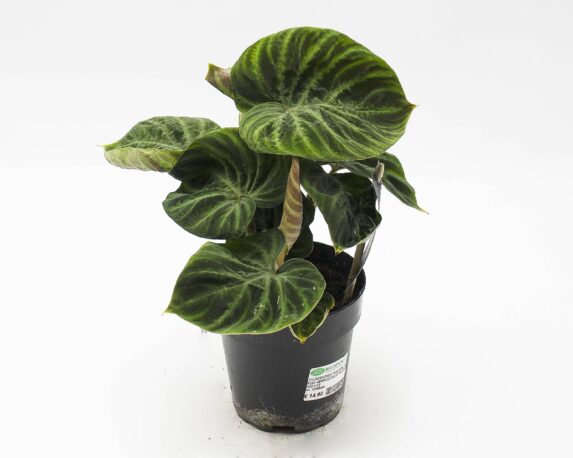 Philodendron Verrucosum Incensi