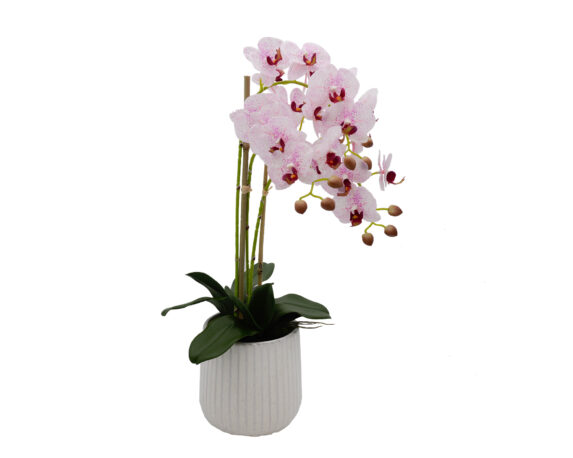 Phalaenopsis Rosa 3 Rami In Vaso