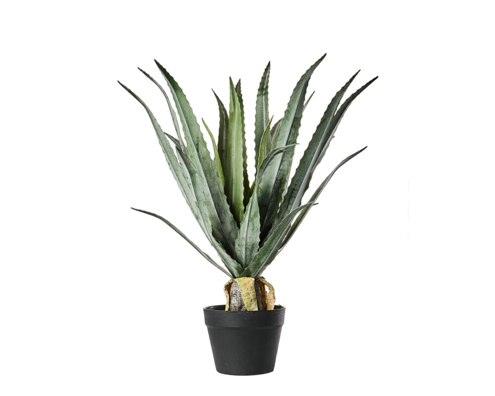 PIANTA DRACENA 61CM A29344