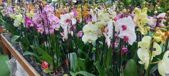 Vasto Assortimento Di Orchidee