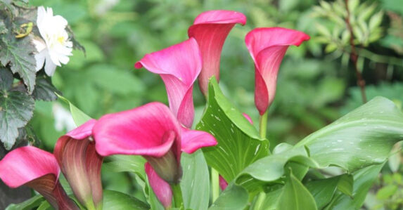 Coltivare Le Calle: I Fiori Della Bellezza