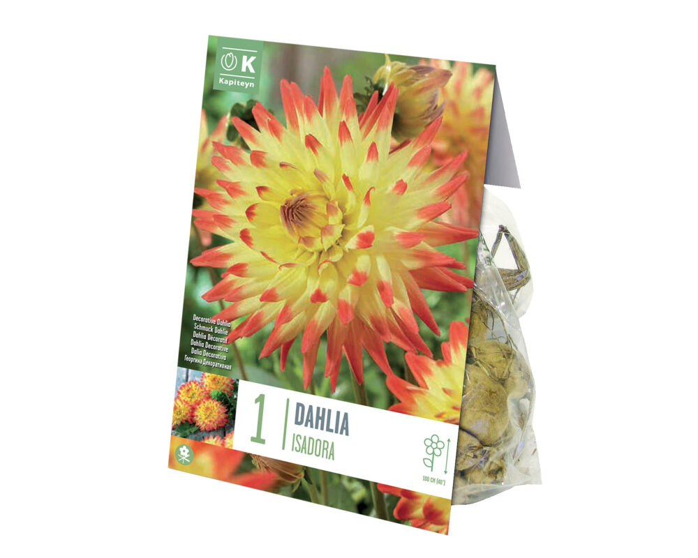 DALIA BULBO DAHLIA ISIDORA X 1 661260