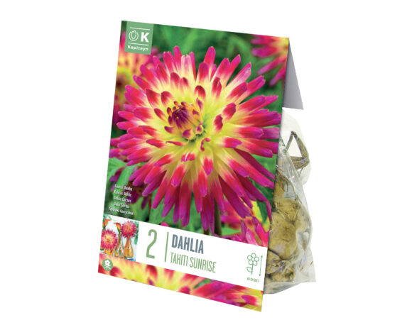 X2 Bulbo Dahlia Tahiti Sunrise (Dalia) – Kapiteyn