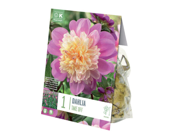 X1 Bulbo Dahlia Take Off (Dalia) – Kapiteyn